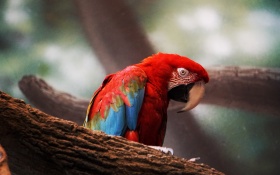 Macaw Parrot Closeup