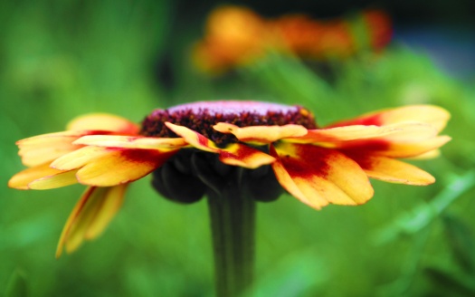 Macro Flower Detail (click to view) HD Wallpaper