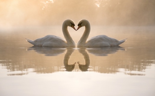 Mute Swan (click to view) HD Wallpaper