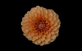Orange Dahlia Flower