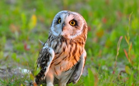 Owl Bird Predator