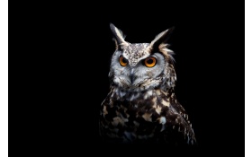 Owl Dark Background