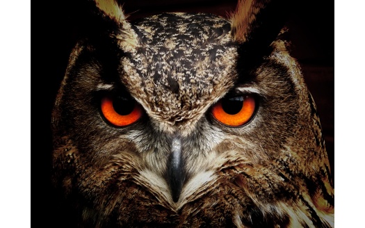 Owl Eagle Eyes (click to view) HD Wallpaper