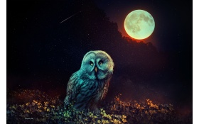Owl The Night Guard