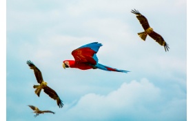 Parrot Birds Flying 4k