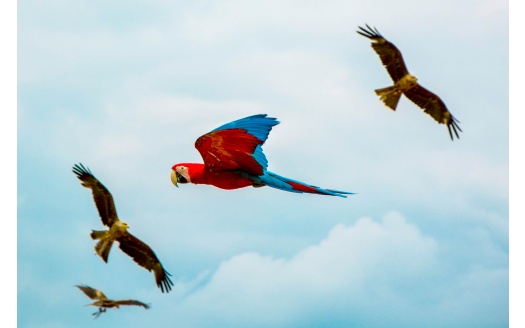 Parrot Birds Flying 4k (click to view) HD Wallpaper
