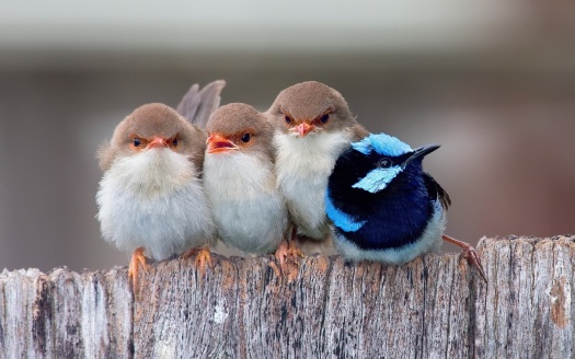 Passerine Birds (click to view) HD Wallpaper
