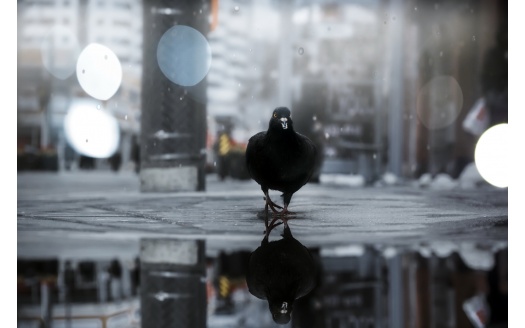 Pigeon Bird Outdoor (click to view) HD Wallpaper