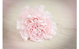 Pink Flower Carnation Blossom