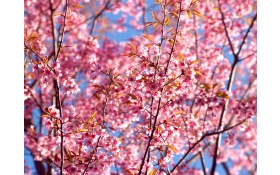 Pink Flowers Blossom Season Background 4k