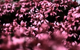 Pink Flowers Ultra Hd Blur 4k