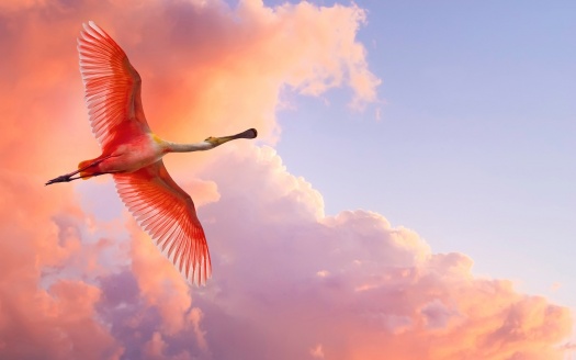 Pink Pelicans (click to view) HD Wallpaper