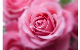 Pink Rose HD