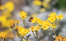 Pollination Bee
