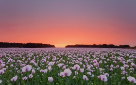 Poppy Flowers Field
