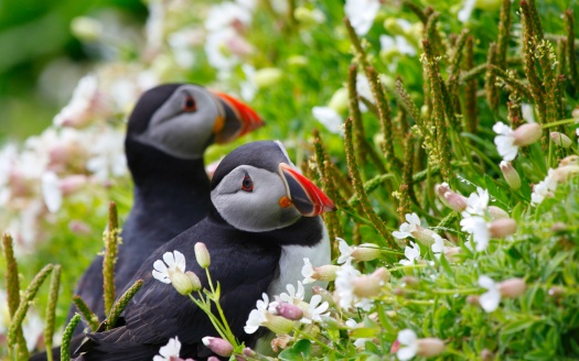 Puffin Couple (click to view) HD Wallpaper