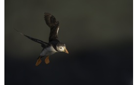 Puffin Flying 5k
