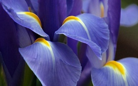 Purple Beautiful Flower