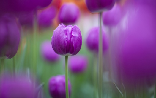 Purple Colour Tulips (click to view) HD Wallpaper