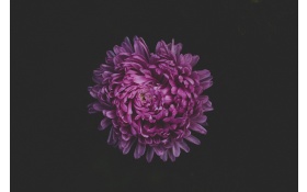 Purple Flower Blossom 5k