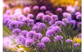 Purple Flowers 5k