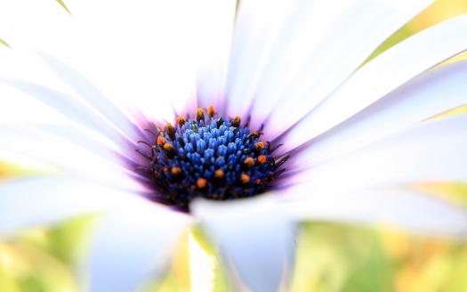 Purple White Flower (click to view) HD Wallpaper