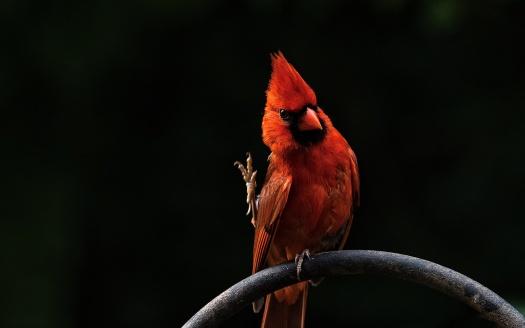 Red Bird Feathers (click to view) HD Wallpaper