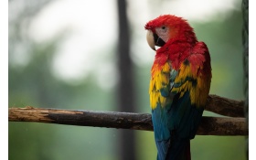 Red Blue And Yellow Macaw Bird 5k