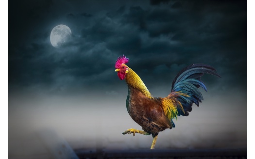 Rooster (click to view) HD Wallpaper