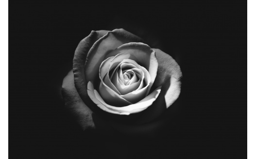 Rose Dark 5k (click to view) HD Wallpaper