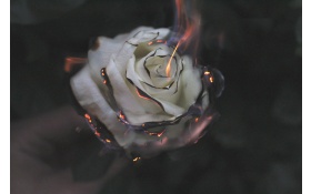 Rose Fire Photography Smoke