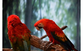 Scarlet Macaw 5k