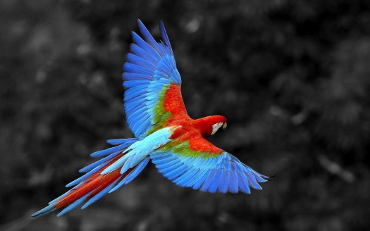 Scarlet Macaw Bird (click to view) HD Wallpaper