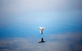 Seagull Flying Over Body Of Water