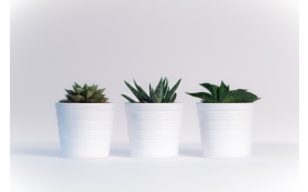 Small Plants In White Pots
