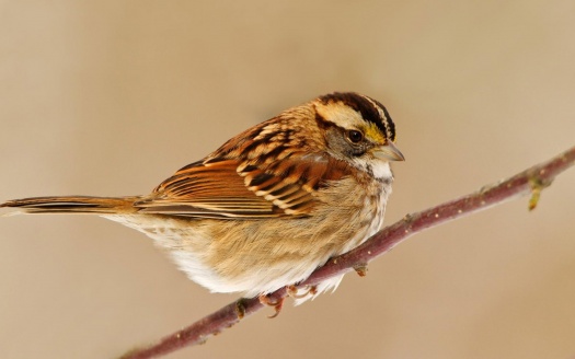 Sparrow (click to view) HD Wallpaper