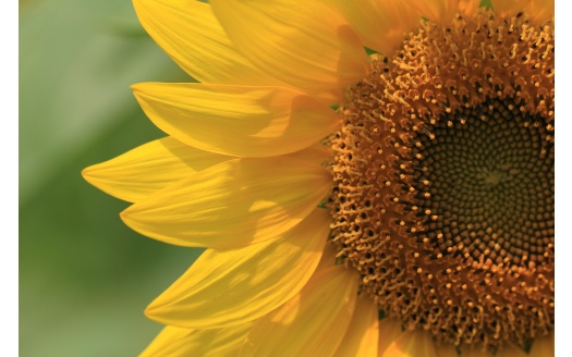 Sunflower Close (click to view) HD Wallpaper