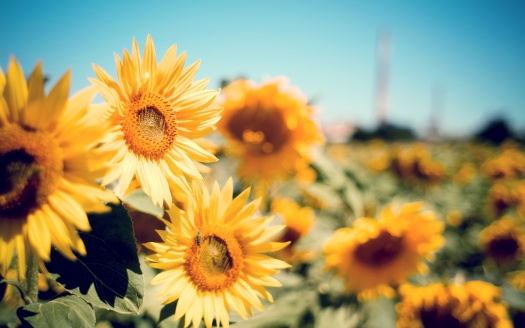 Sunflower Garden (click to view) HD Wallpaper