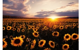 Sunflowers Field Sunrise 5k