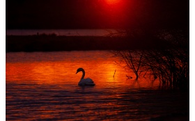 Swan Bird Lake 5k
