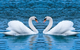 Swan Love Birds