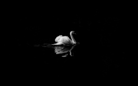 Swan Monochrome 4k