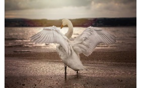 Swan Opening Wings 4k