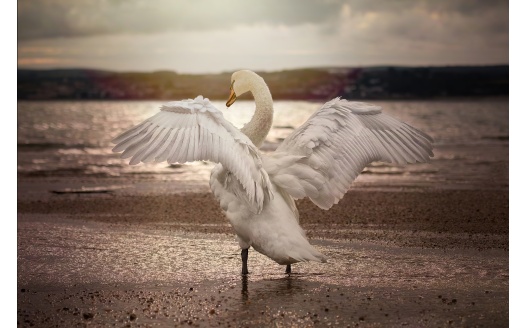 Swan Opening Wings 4k (click to view) HD Wallpaper