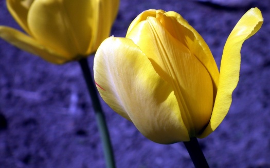 Tulip Flowers Buds (click to view) HD Wallpaper