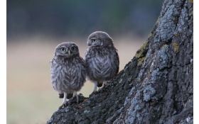 Two Owls Sitting On Branch 4k