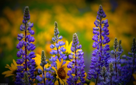Washington Wild flowers (click to view) HD Wallpaper