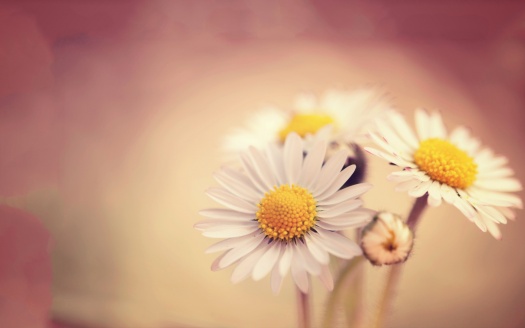 White Daissies (click to view) HD Wallpaper