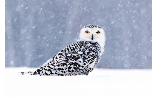 White Owl In Snow 5k (click to view) HD Wallpaper