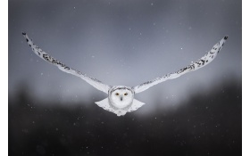 White Snow Owl Flying